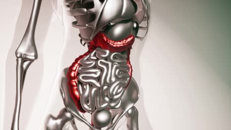 Human-Colon-Model-with-all-Organs